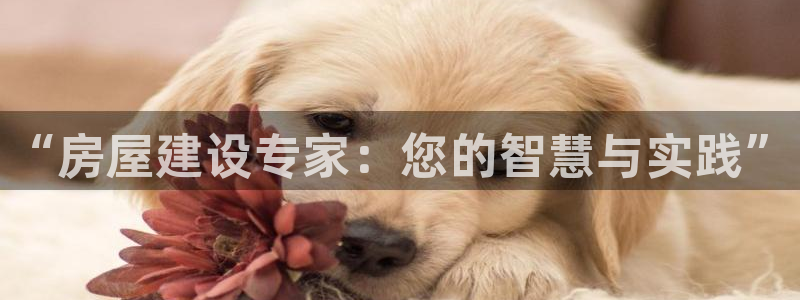 意昂3开户：“房屋建设专家：您的智慧与实践”